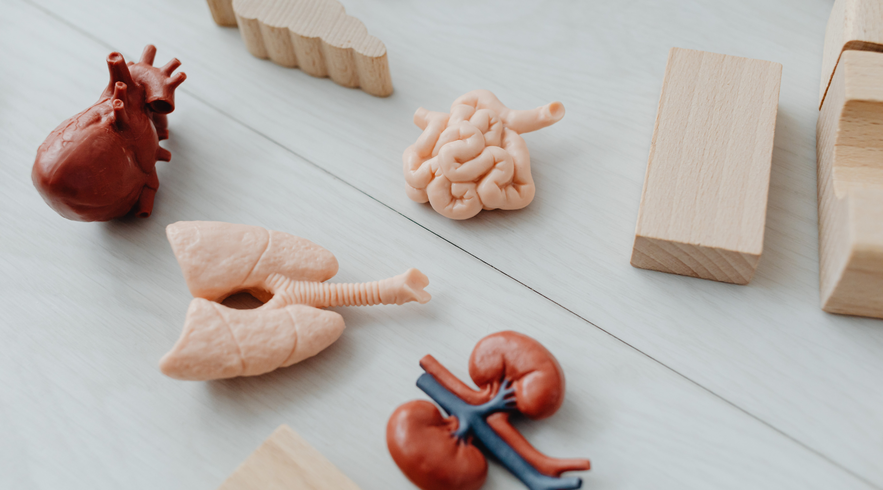 Brain–Gut–Skin Connection: Zusammenhang zwischen Darm, Haut und Psyche verstehen