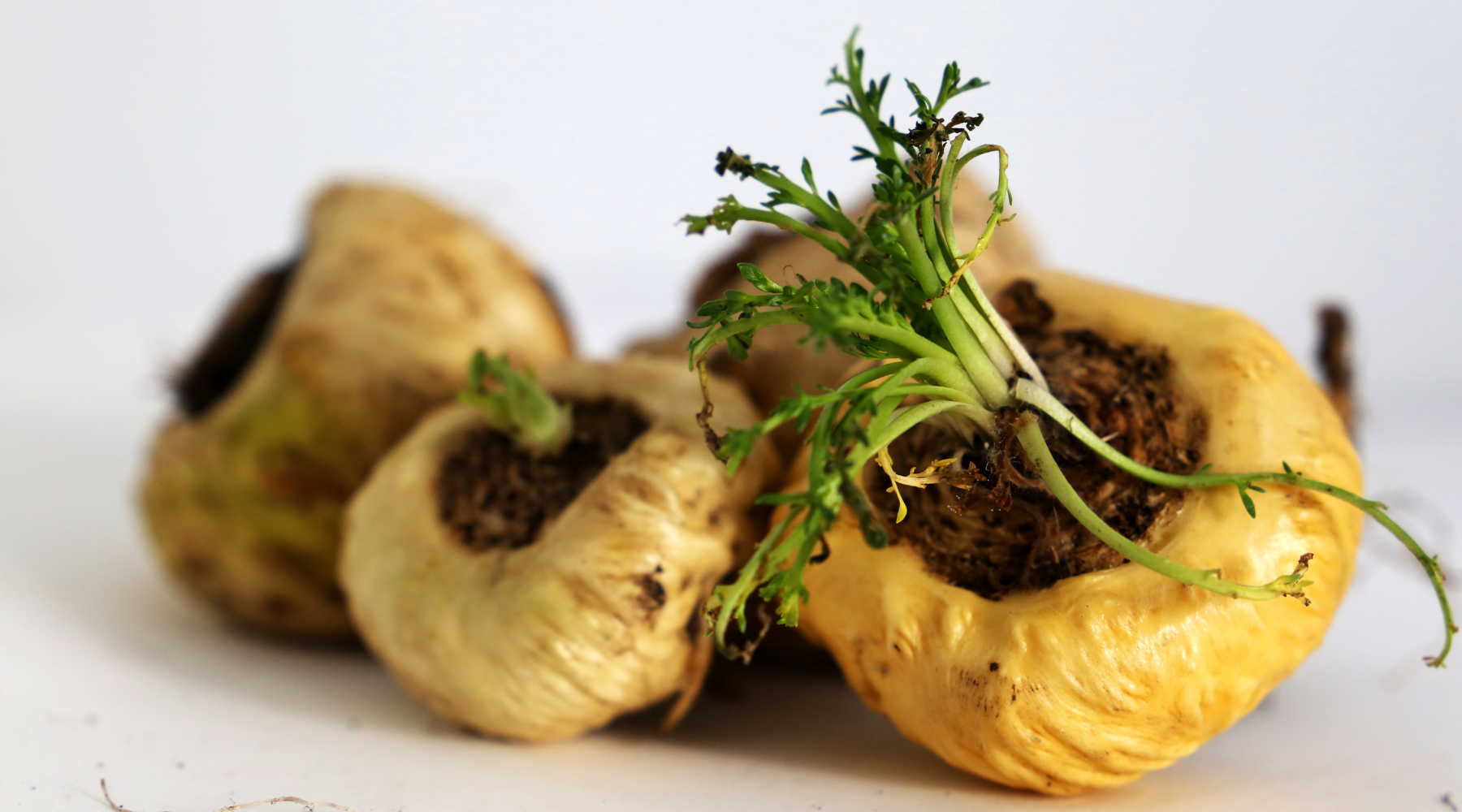 Maca: Das Superfood für Körper und Geist