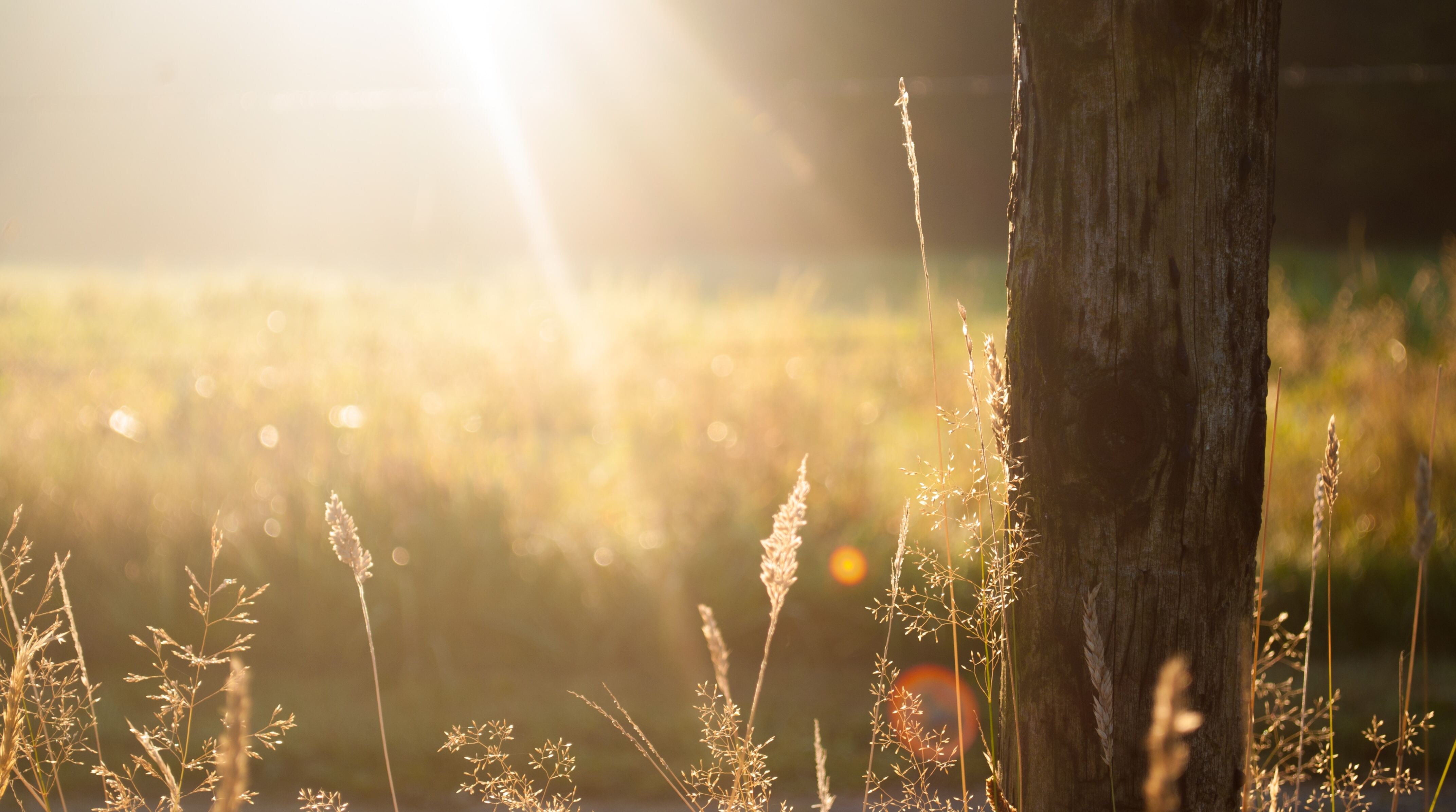 Die Bedeutung von Vitamin D – Besonders im Januar und Frühjahr